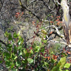 keckiella cordifolia and arctostaphylos glandulosa